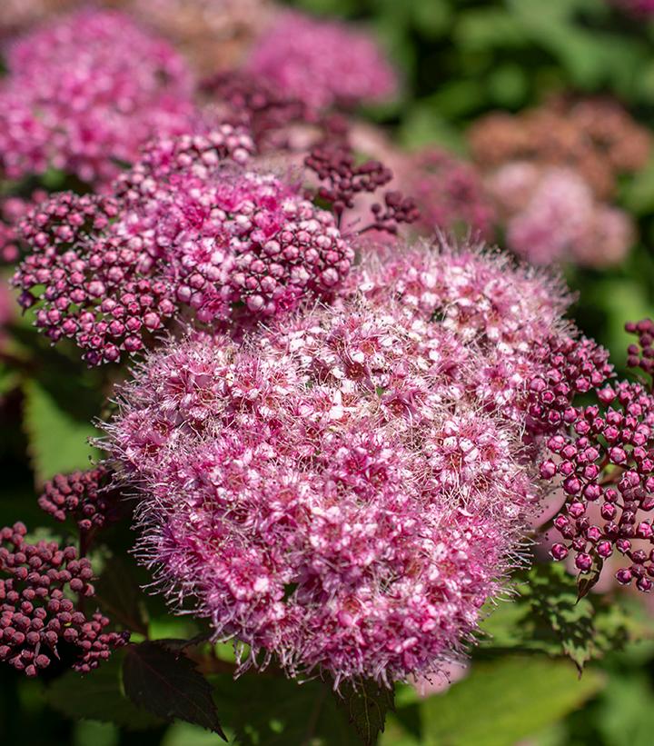 Spiraea Empire® Ice Dragon™