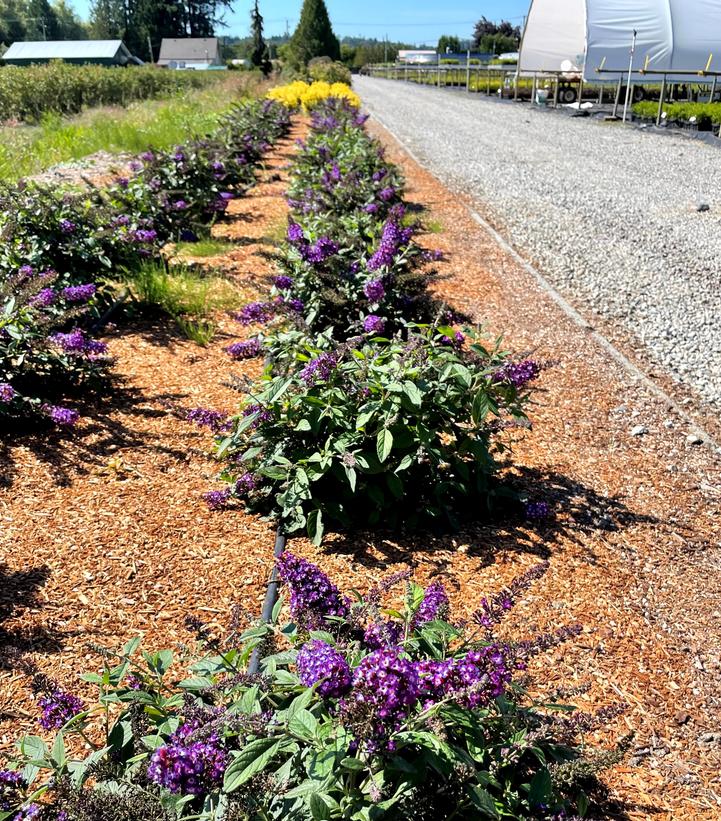 Buddleia Blueberry Pie™