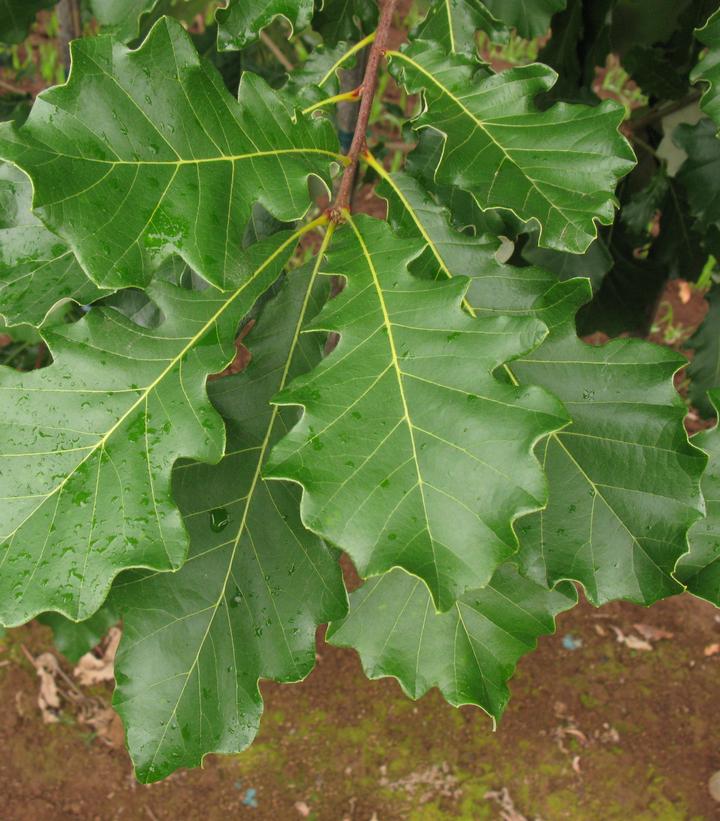 Quercus bicolor American Dream®