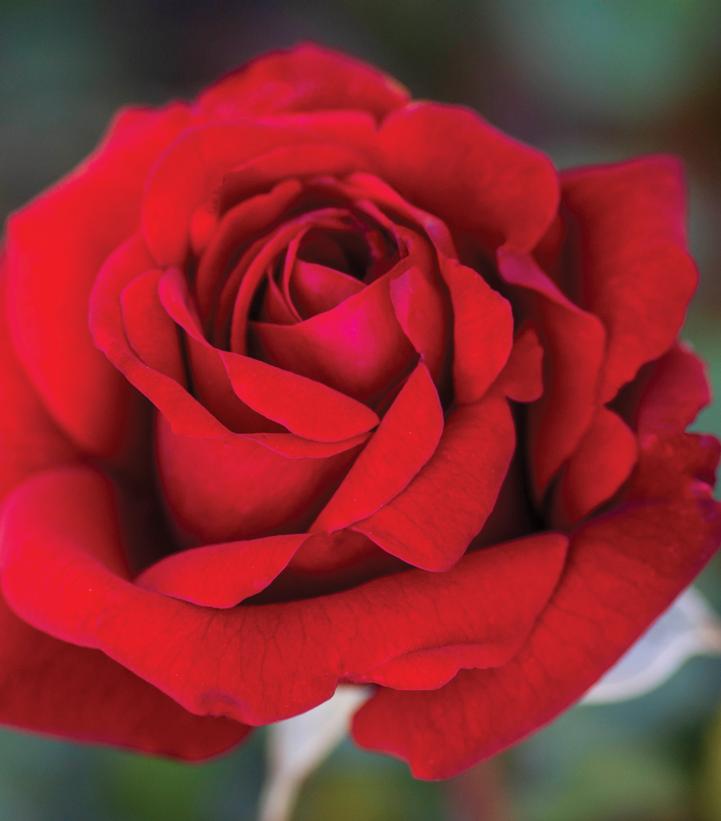 Rosa Crimson Bouquet™