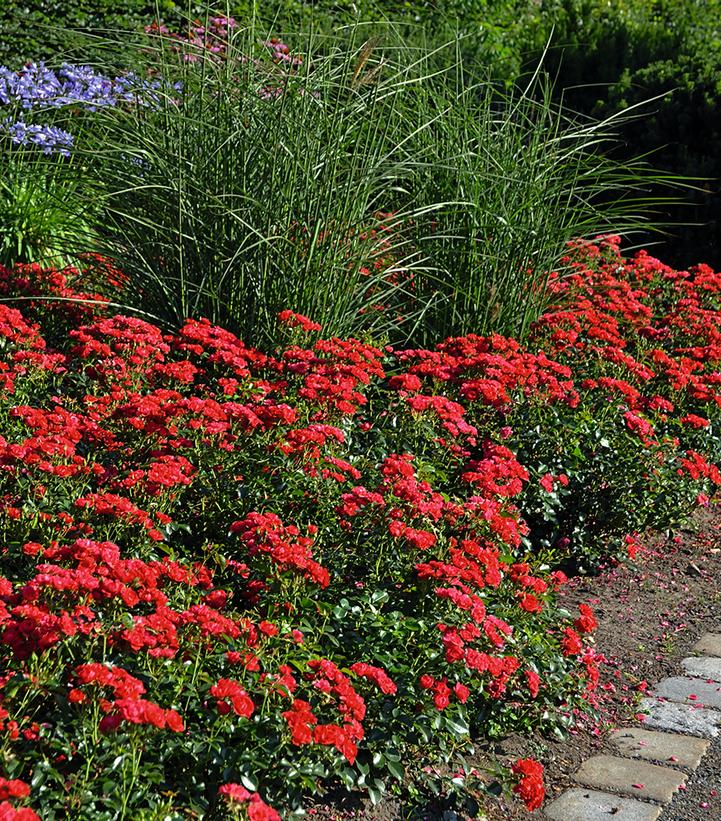 Rosa Flower Carpet Mini Cherry