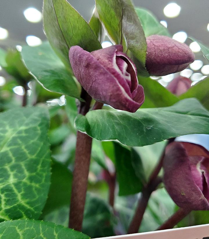 Helleborus x Frostkiss® Vibey Velvet™