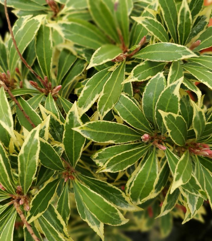 Pieris jap. 'Variegata'