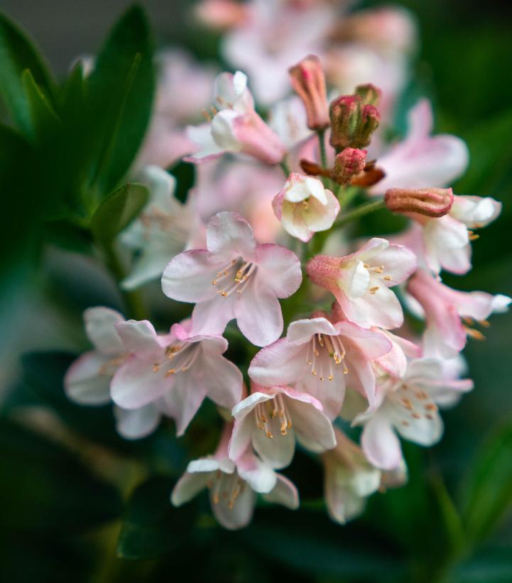 Rhododendron hirsutum x micrantha Bloombux® Blush