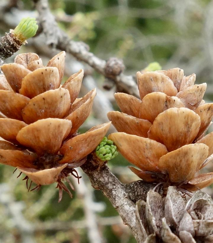 Larix larcinia 