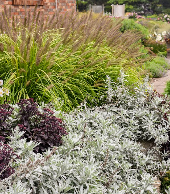 Artemisia 'Silver Lining'