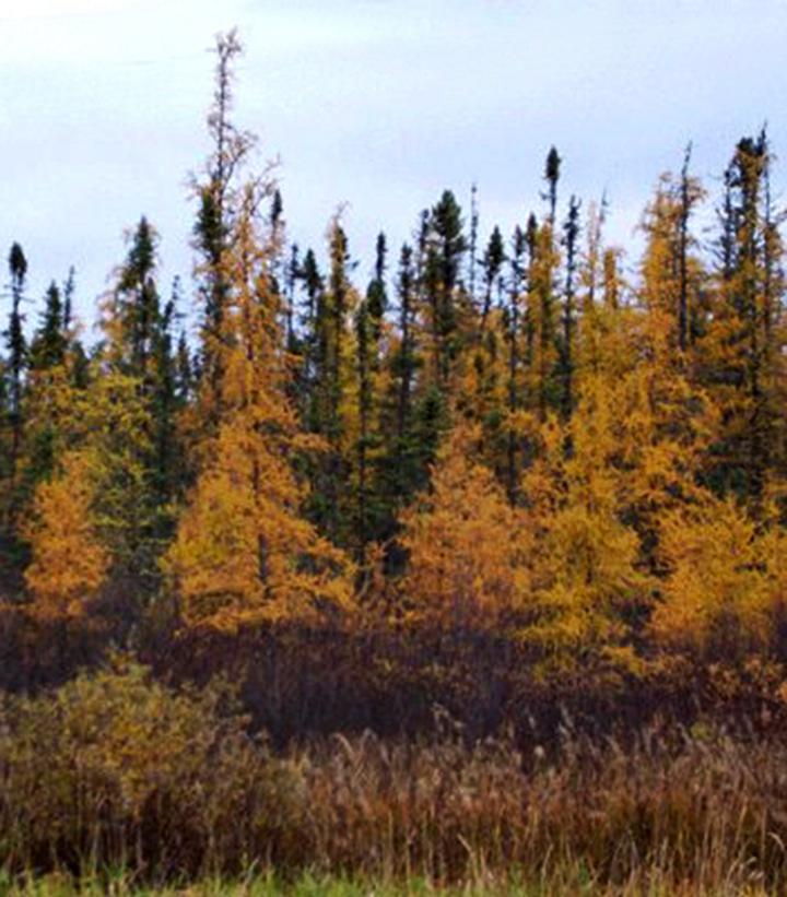 Larix larcinia 