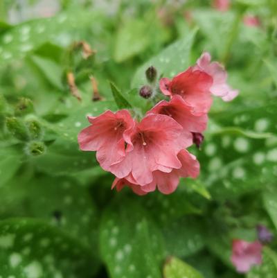 Pulmonaria 'Pretty in Pink'