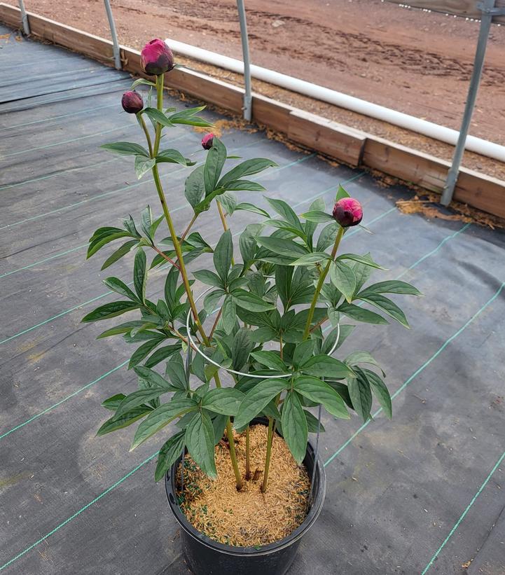 Paeonia lactiflora Kansas