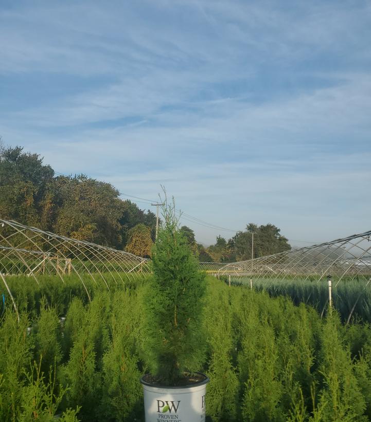 Thuja occidentalis North Pole®