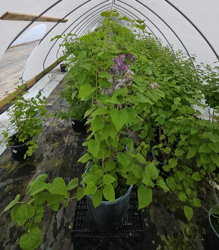 Syringa X hyacinthiflora Royal Purple