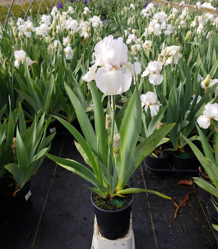 Iris germanica 'Renown'