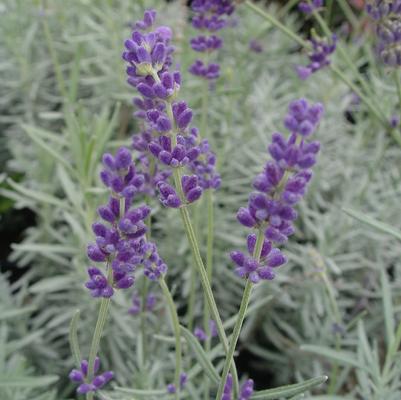 Lavandula ang. 'Hidcote'