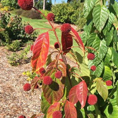 Cephalanthus occidentalis Crimson Comets