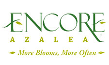 Encore Azaleas Encore Azaleas