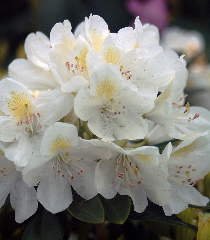 Rhododendron cat. Chionoides