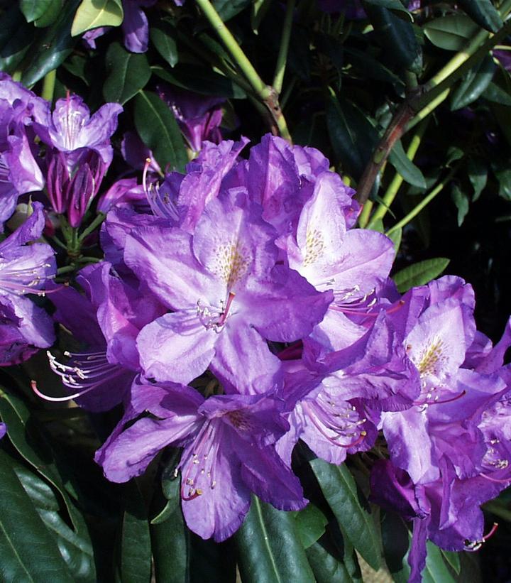 Rhododendron cat. Lees Dark Purple