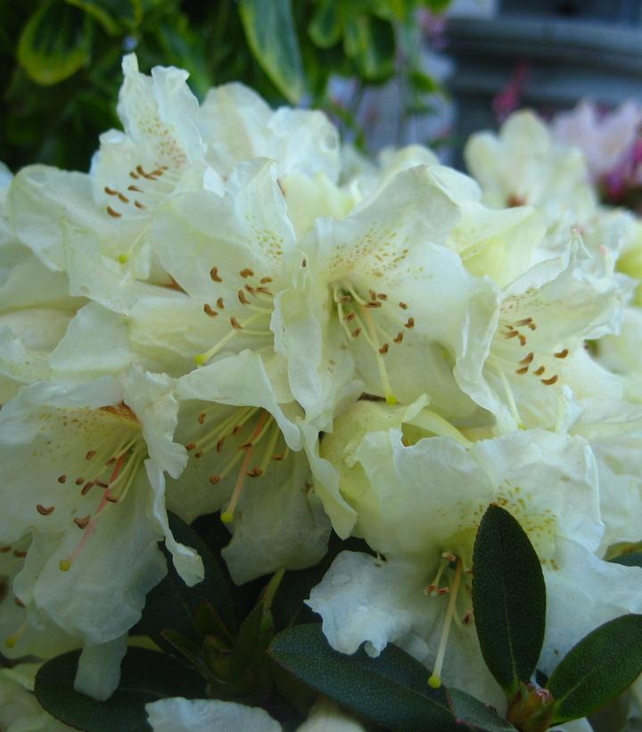 Rhododendron Towhead
