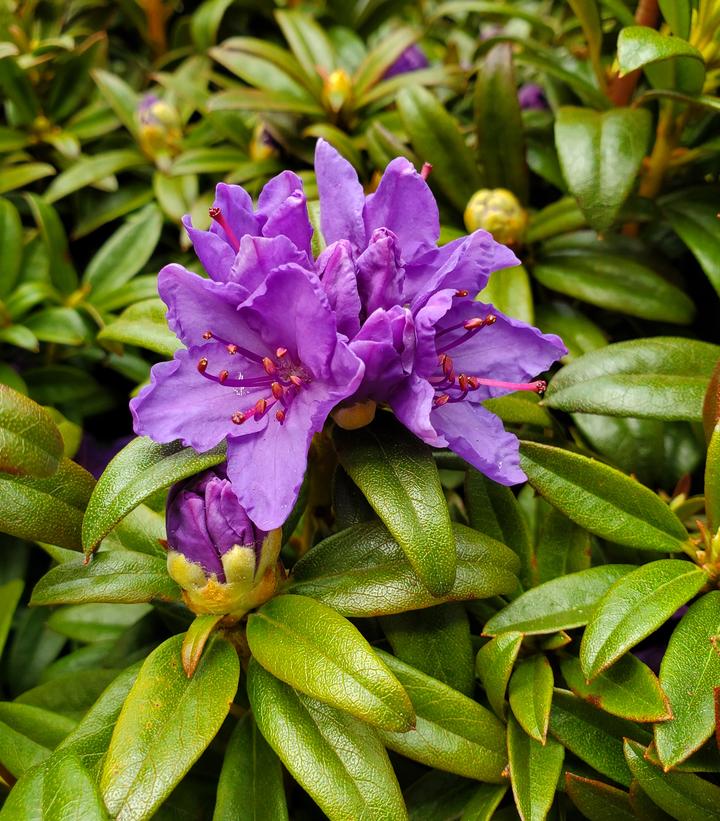 Rhododendron X Blue Baron