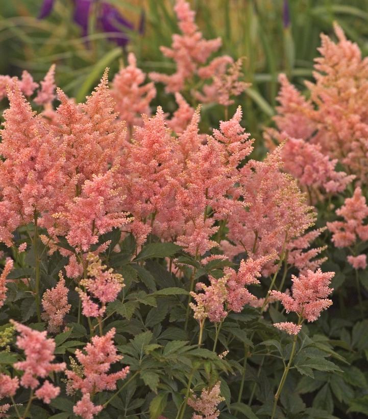 Astilbe Peach Blossom