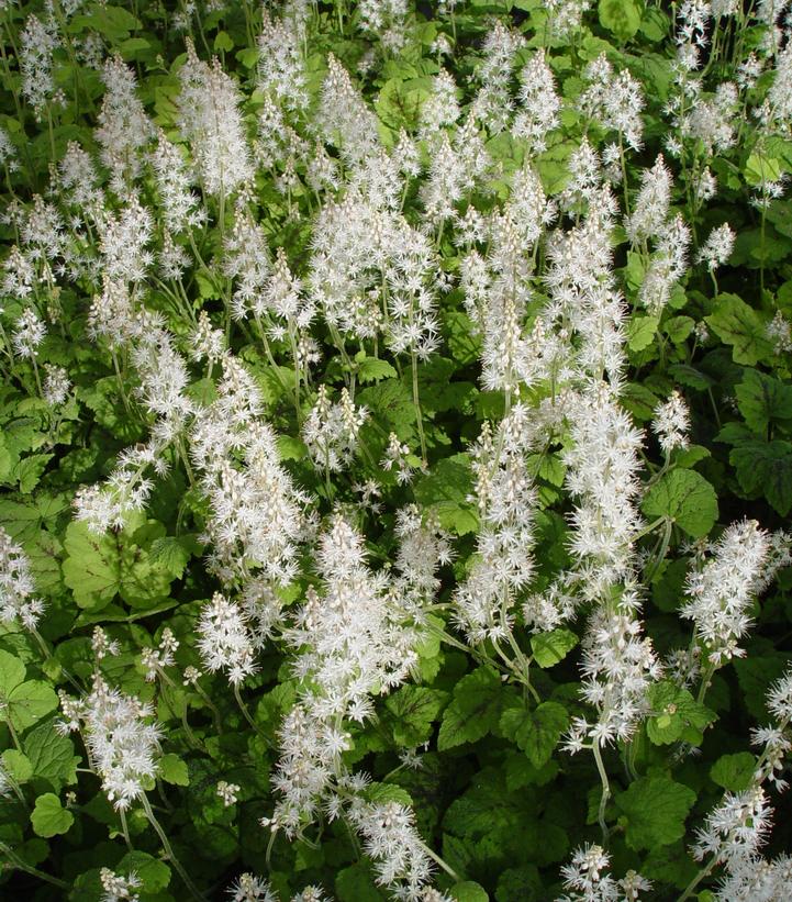 Tiarella cord. Running Tapestry