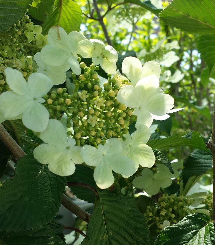 Viburnum p. t. Mariesii