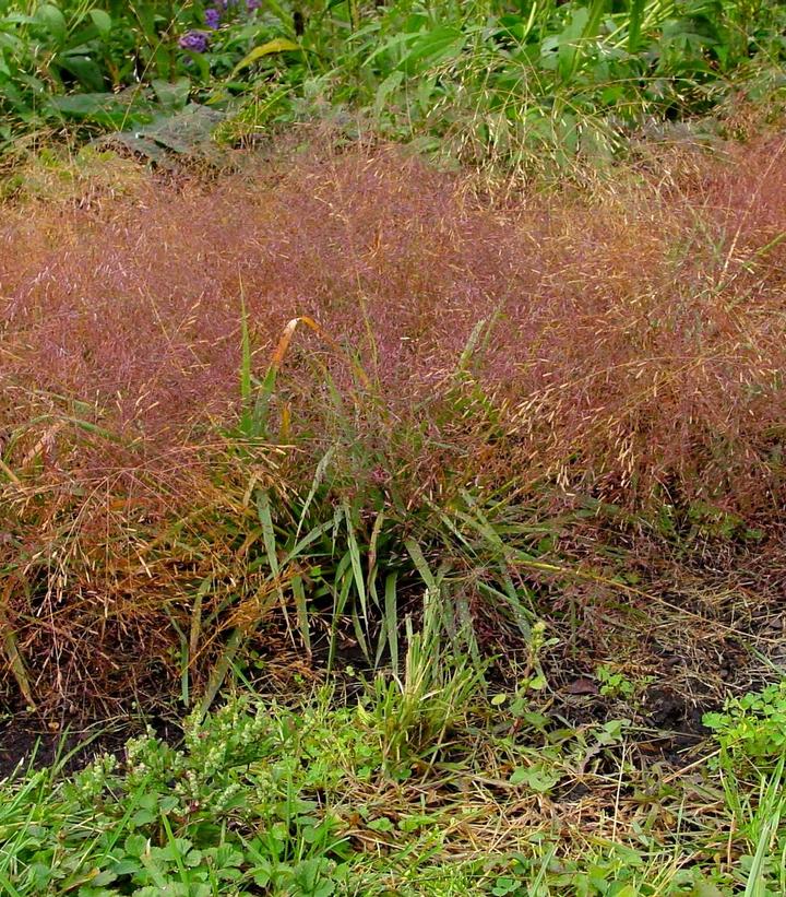 Eragrostis spectabilis 