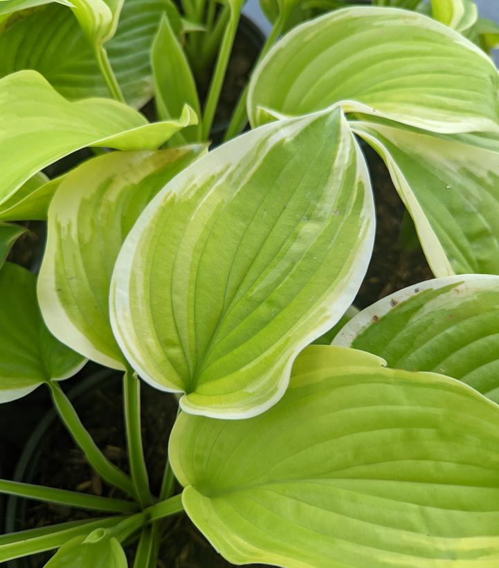 Hosta Fragrant Bouquet