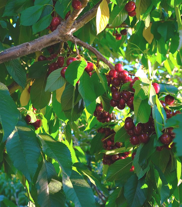 Prunus X 'Bing'