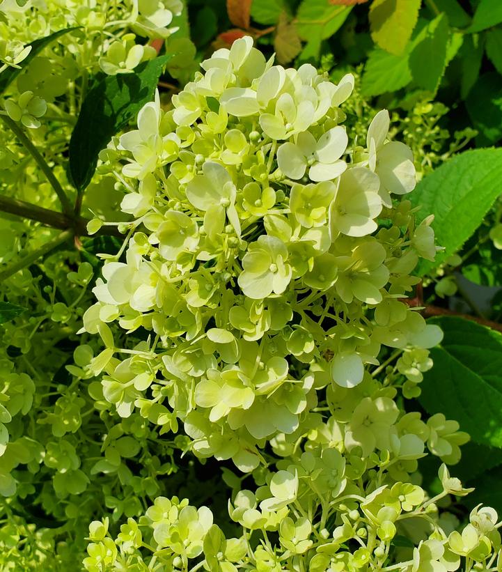 Hydrangea pan. Bobo®