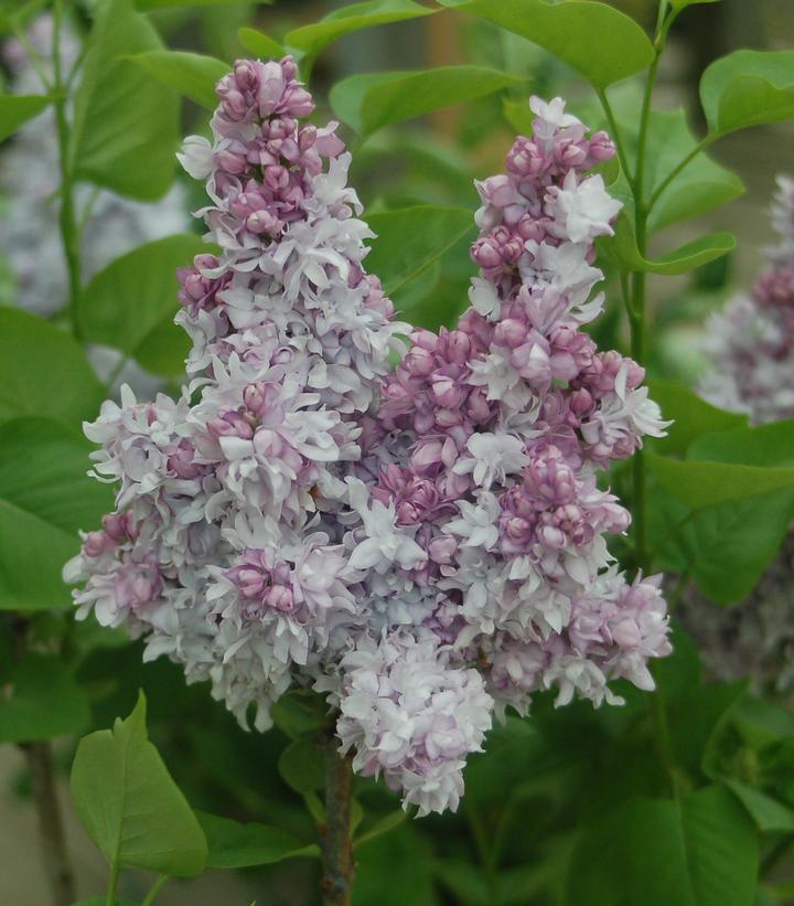 Syringa 'Equinox Valley'