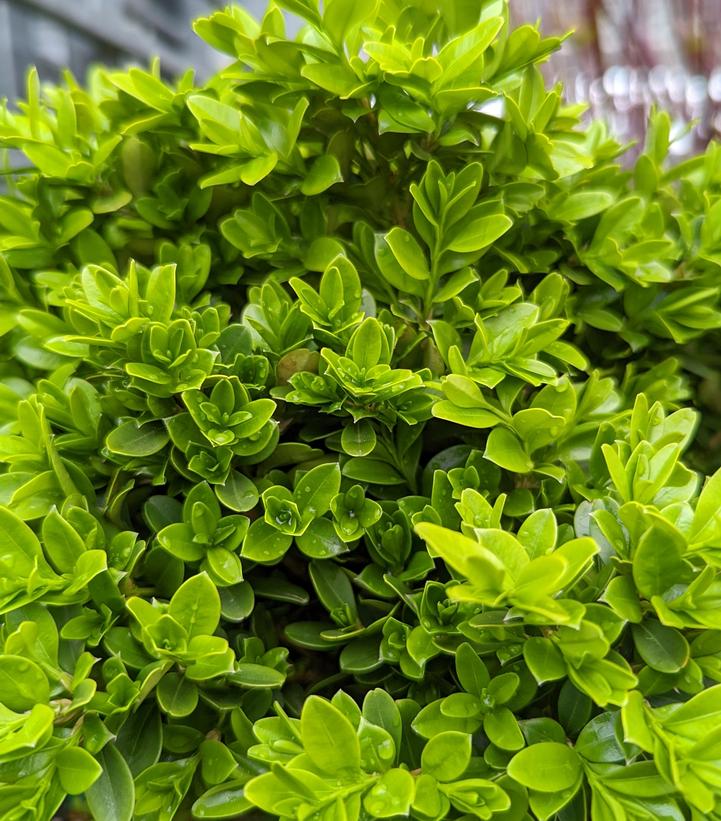 Buxus microphylla Tide Hill