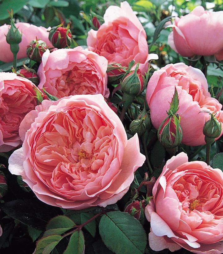 Rosa The Alnwick® Rose