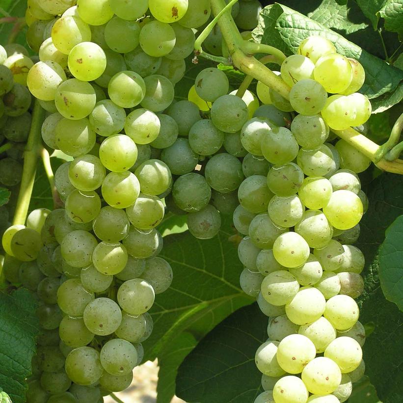 Vitis 'Cayuga White'