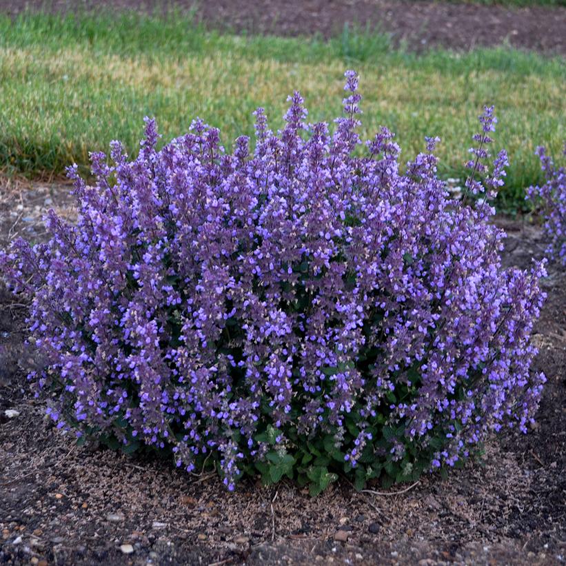 Nepeta hybrid 'Cat's Pajamas'