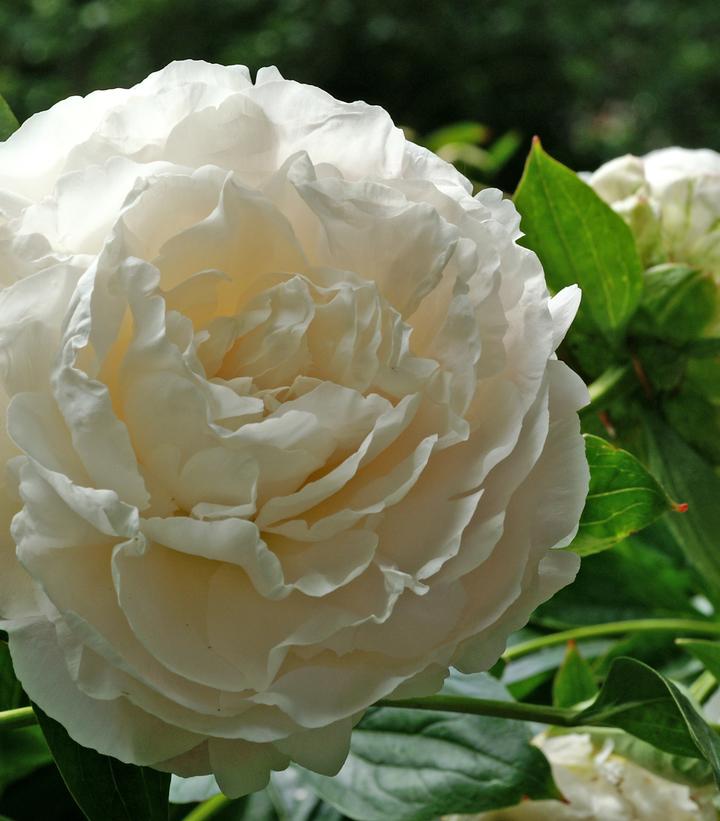 Paeonia lactifolia Shirley Temple