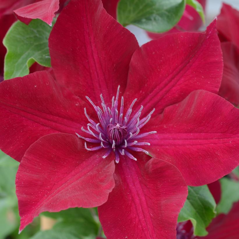 Clematis Nubia™