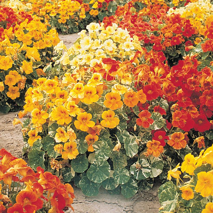 Tropaeolum majus 'Alaska Mix'