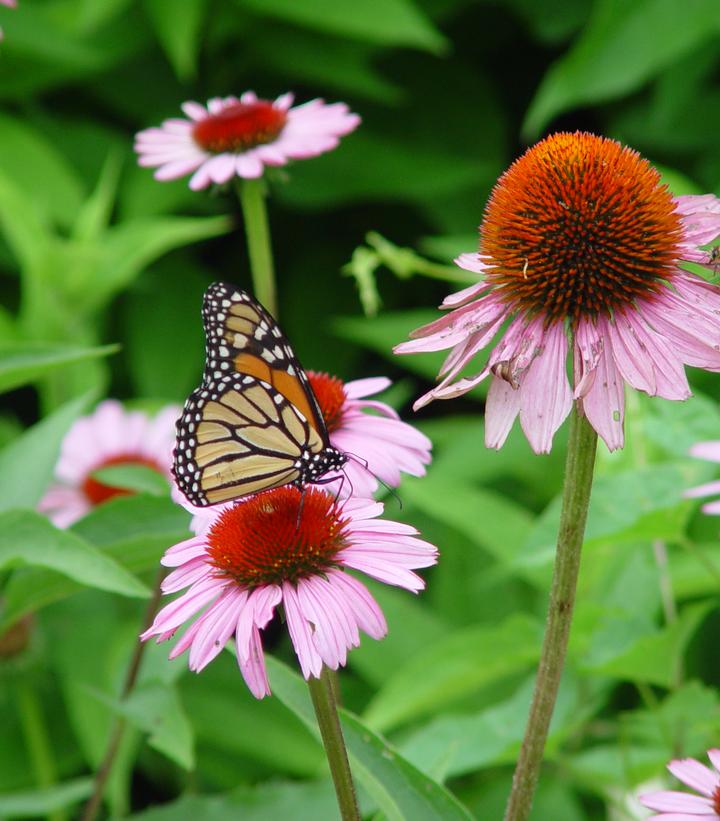 Echinacea Magnus