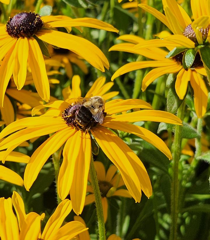 Rudbeckia fulgida deamii 