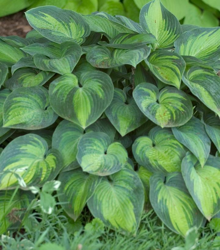 Hosta tardiana June