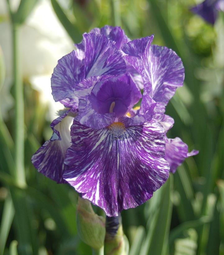 Iris germanica 'Batik'