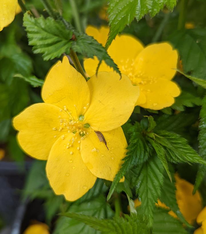 Kerria japonica Golden Guinea