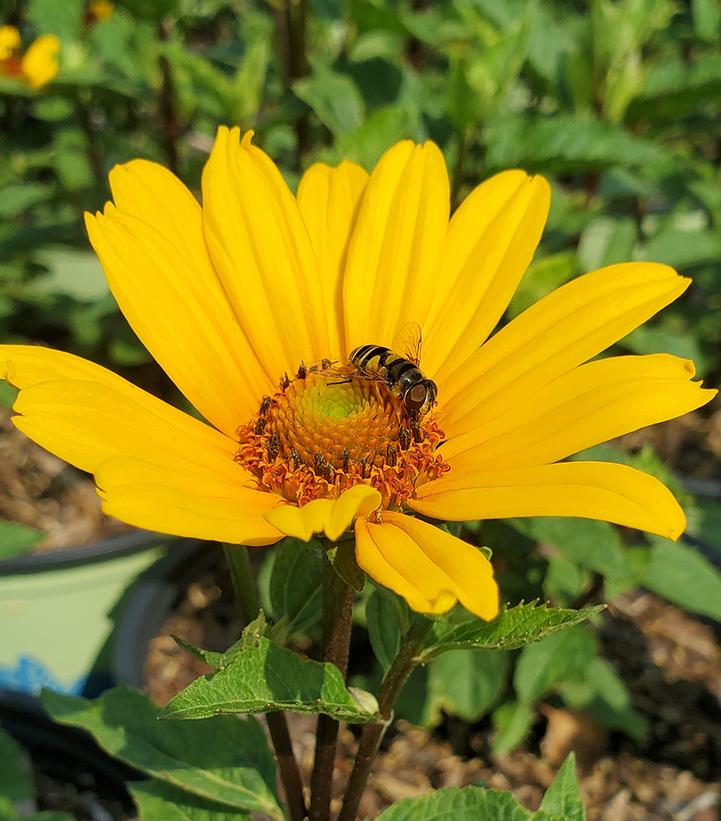 Heliopsis helianthoides 'Punto Rosso'