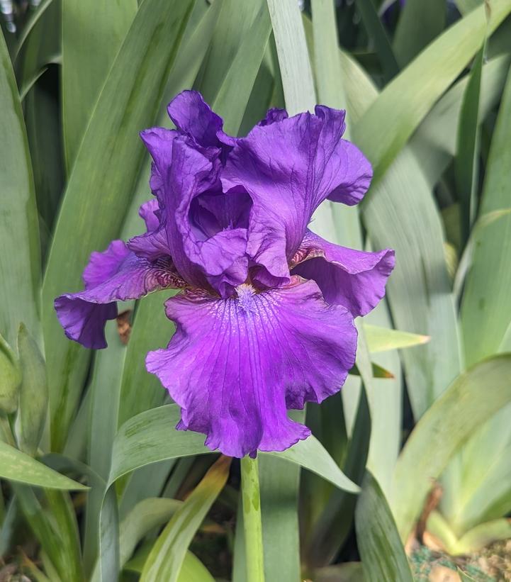 Iris germanica 'His Royal Highness'