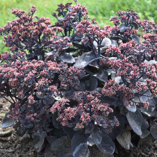 Sedum Rock 'N Grow® 'Back in Black