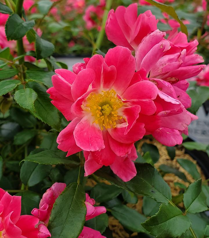 Rosa x Oso Easy® Double Pink