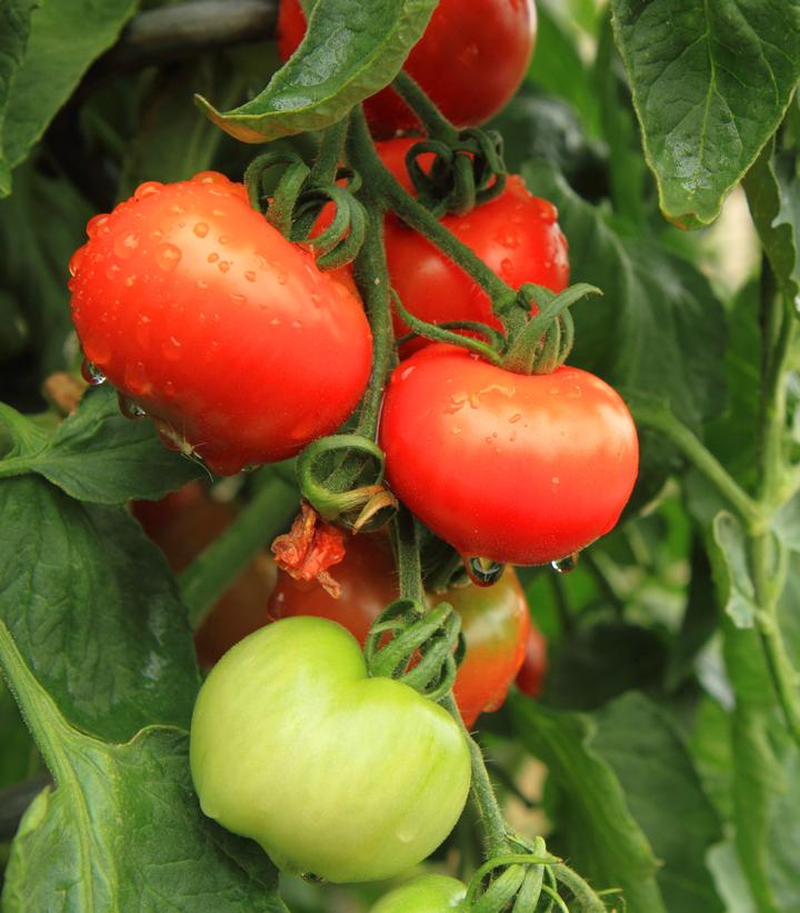 Tomato 'Heatmaster ' (Slicer)