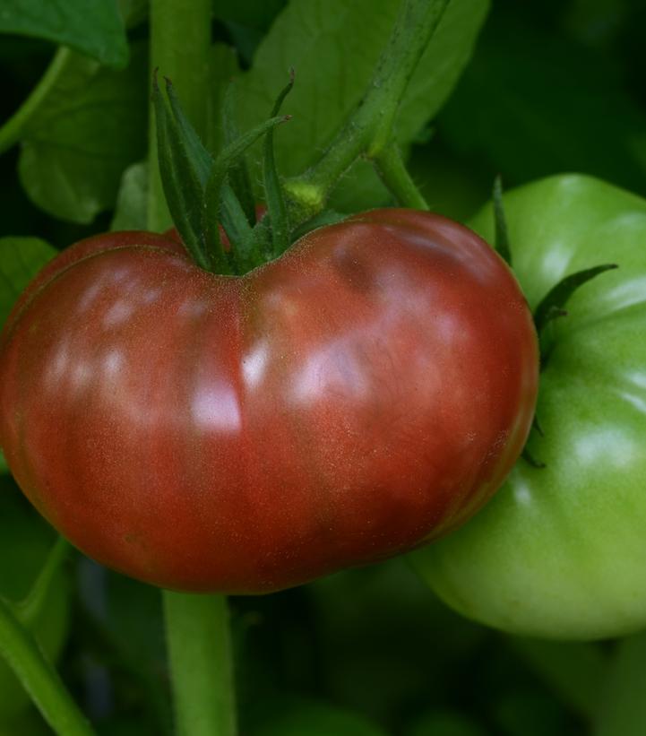 Tomato Heirloom Marriage™ 'Cherokee Carbon' (Slicer)