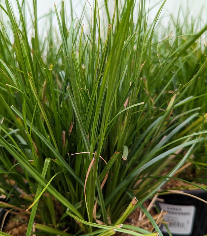 Carex cherokeensis